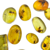 Lemon Amber Free Shape Cabochon With Insects